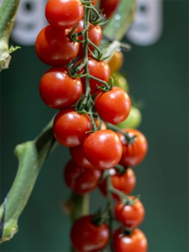 Hortitec 2026